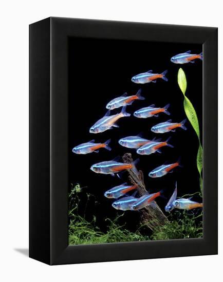 Aquarium Fish Neon Tetra-null-Framed Premier Image Canvas