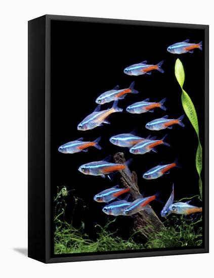 Aquarium Fish Neon Tetra-null-Framed Premier Image Canvas