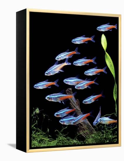 Aquarium Fish Neon Tetra-null-Framed Premier Image Canvas