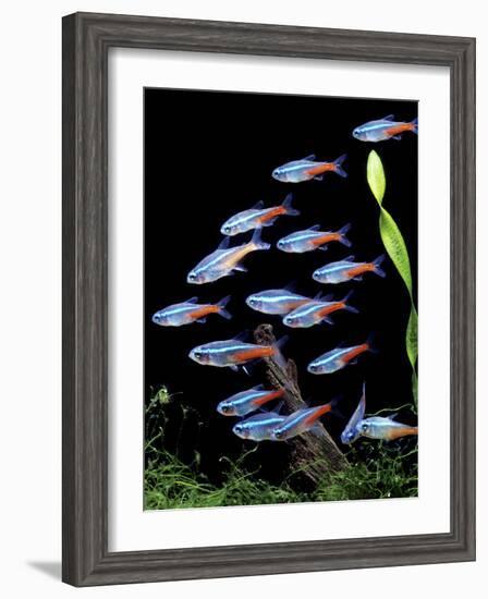 Aquarium Fish Neon Tetra-null-Framed Photographic Print