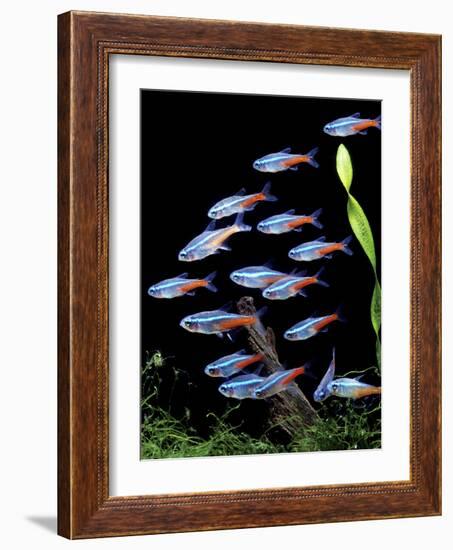 Aquarium Fish Neon Tetra-null-Framed Photographic Print