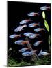 Aquarium Fish Neon Tetra-null-Mounted Photographic Print
