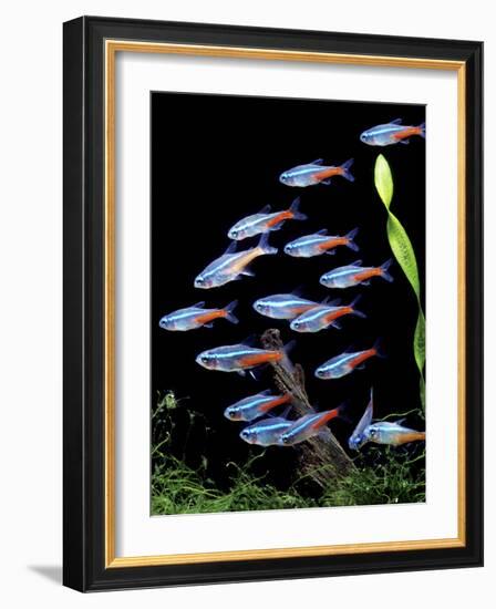 Aquarium Fish Neon Tetra-null-Framed Photographic Print