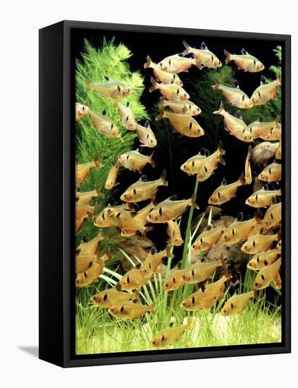 Aquarium Fish Serpae Tetra-null-Framed Premier Image Canvas