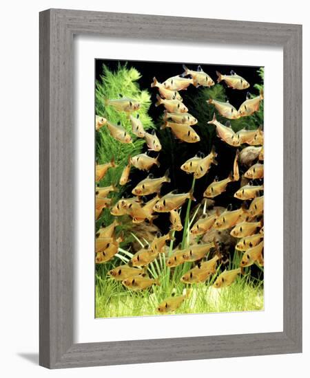 Aquarium Fish Serpae Tetra-null-Framed Photographic Print