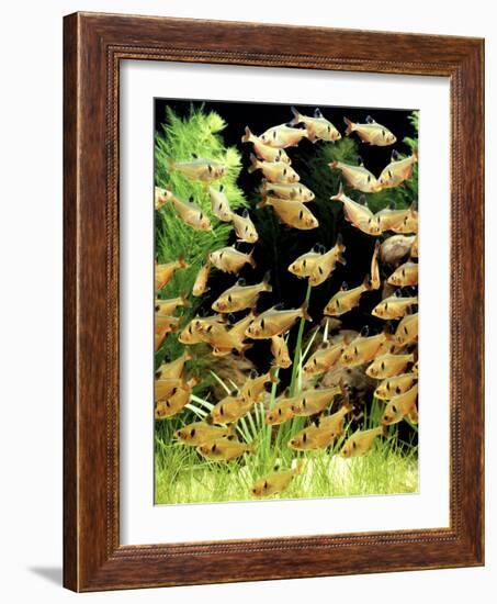 Aquarium Fish Serpae Tetra-null-Framed Photographic Print