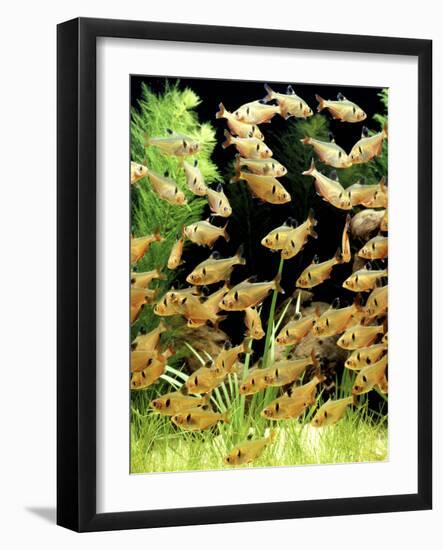 Aquarium Fish Serpae Tetra-null-Framed Photographic Print