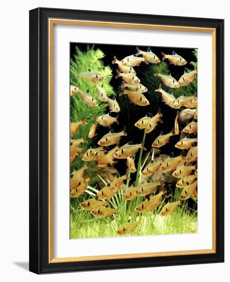 Aquarium Fish Serpae Tetra-null-Framed Photographic Print