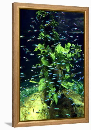 Aquarium, Loro Parque, Tenerife, Canary Islands, 2007-Peter Thompson-Framed Premier Image Canvas