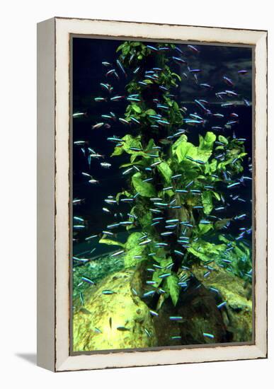 Aquarium, Loro Parque, Tenerife, Canary Islands, 2007-Peter Thompson-Framed Premier Image Canvas