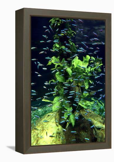 Aquarium, Loro Parque, Tenerife, Canary Islands, 2007-Peter Thompson-Framed Premier Image Canvas