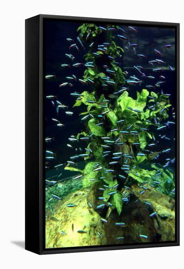 Aquarium, Loro Parque, Tenerife, Canary Islands, 2007-Peter Thompson-Framed Premier Image Canvas