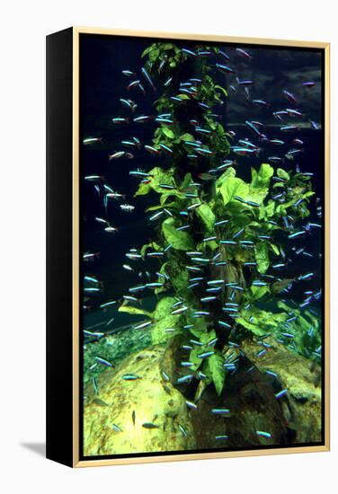 Aquarium, Loro Parque, Tenerife, Canary Islands, 2007-Peter Thompson-Framed Premier Image Canvas