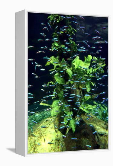 Aquarium, Loro Parque, Tenerife, Canary Islands, 2007-Peter Thompson-Framed Premier Image Canvas