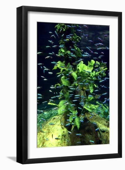 Aquarium, Loro Parque, Tenerife, Canary Islands, 2007-Peter Thompson-Framed Photographic Print