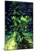 Aquarium, Loro Parque, Tenerife, Canary Islands, 2007-Peter Thompson-Mounted Photographic Print