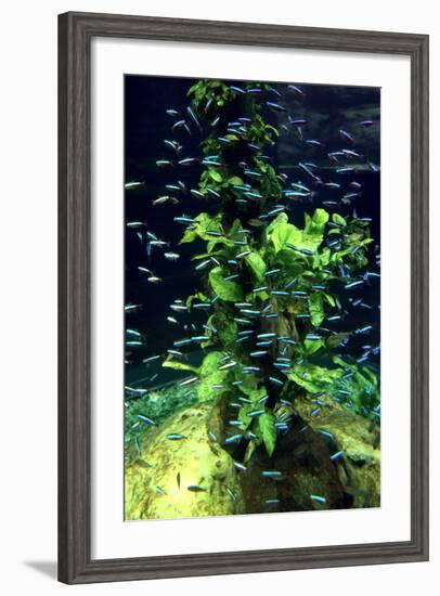 Aquarium, Loro Parque, Tenerife, Canary Islands, 2007-Peter Thompson-Framed Photographic Print