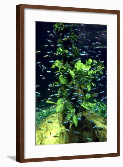 Aquarium, Loro Parque, Tenerife, Canary Islands, 2007-Peter Thompson-Framed Photographic Print