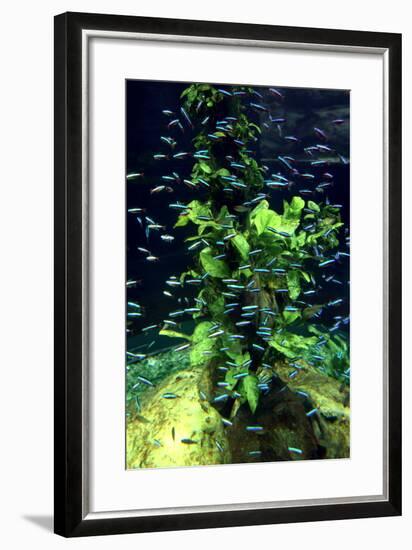 Aquarium, Loro Parque, Tenerife, Canary Islands, 2007-Peter Thompson-Framed Photographic Print