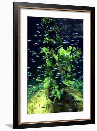 Aquarium, Loro Parque, Tenerife, Canary Islands, 2007-Peter Thompson-Framed Photographic Print