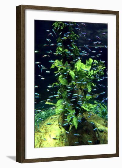 Aquarium, Loro Parque, Tenerife, Canary Islands, 2007-Peter Thompson-Framed Photographic Print