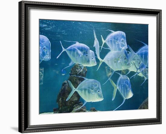 Aquarium, Oceanographic Institute, Monaco-Veille, Monaco-Ethel Davies-Framed Photographic Print