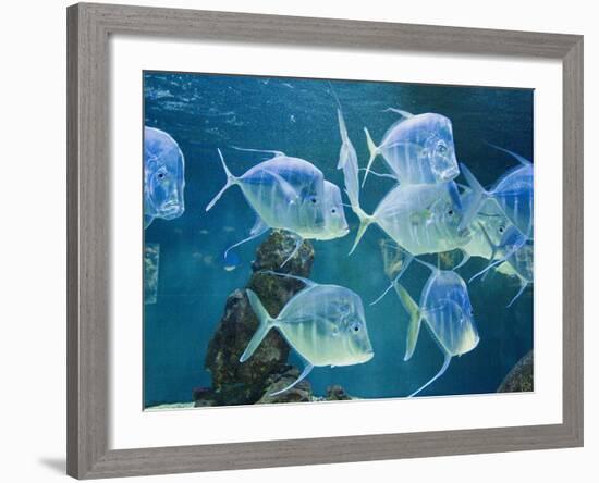 Aquarium, Oceanographic Institute, Monaco-Veille, Monaco-Ethel Davies-Framed Photographic Print