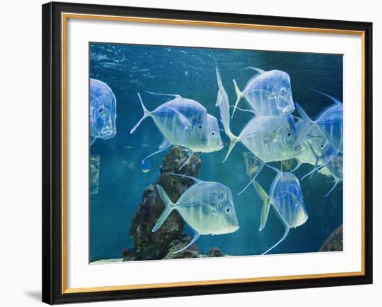 Aquarium, Oceanographic Institute, Monaco-Veille, Monaco-Ethel Davies-Framed Photographic Print