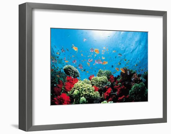 Aquarium-Federico Busonero-Framed Art Print