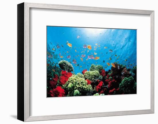 Aquarium-Federico Busonero-Framed Art Print