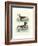 Aquatic Birds II-George Edwards-Framed Art Print