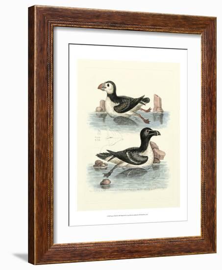 Aquatic Birds II-George Edwards-Framed Art Print