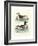 Aquatic Birds II-George Edwards-Framed Art Print