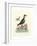 Aquatic Birds III-George Edwards-Framed Art Print