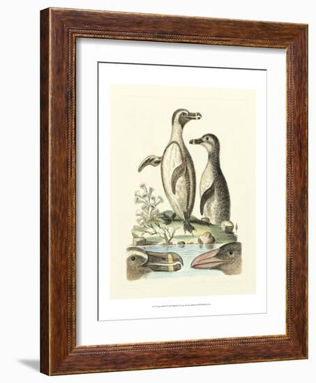 Aquatic Birds IV-George Edwards-Framed Art Print