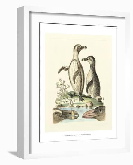 Aquatic Birds IV-George Edwards-Framed Art Print