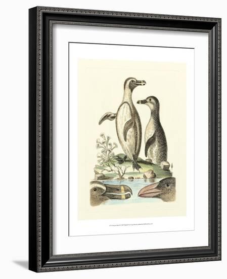 Aquatic Birds IV-George Edwards-Framed Art Print