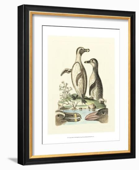 Aquatic Birds IV-George Edwards-Framed Art Print