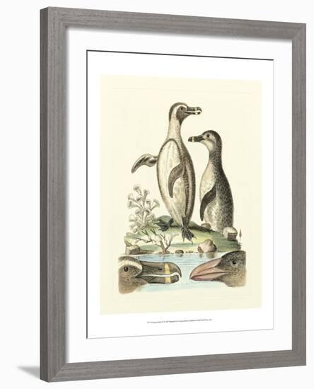 Aquatic Birds IV-George Edwards-Framed Art Print