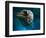 Aquatic Dreams IV-George Oze-Framed Photographic Print