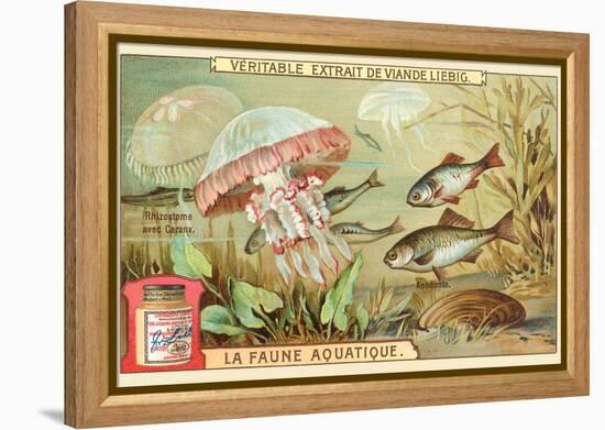 Aquatic Fauna, Jellyfish-null-Framed Stretched Canvas