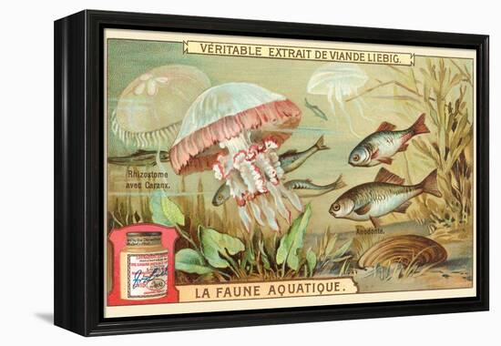 Aquatic Fauna, Jellyfish-null-Framed Stretched Canvas