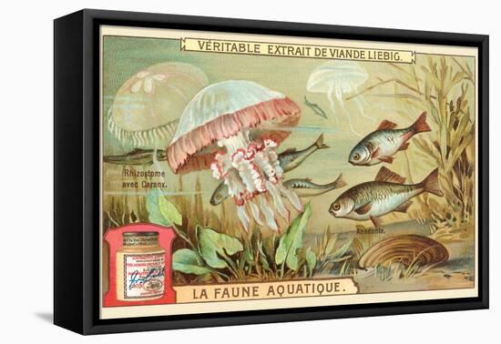 Aquatic Fauna, Jellyfish-null-Framed Stretched Canvas