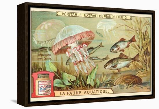 Aquatic Fauna, Jellyfish-null-Framed Stretched Canvas