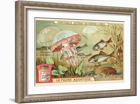 Aquatic Fauna, Jellyfish-null-Framed Art Print