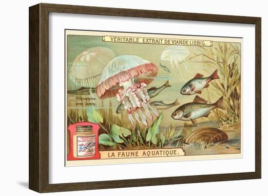 Aquatic Fauna, Jellyfish-null-Framed Art Print