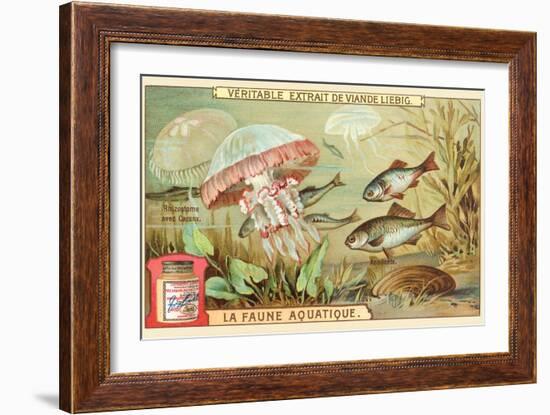 Aquatic Fauna, Jellyfish-null-Framed Art Print