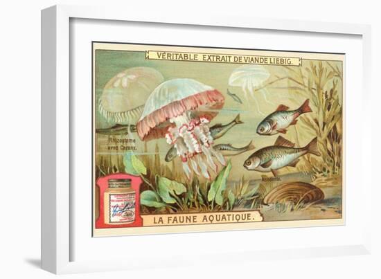 Aquatic Fauna, Jellyfish-null-Framed Art Print