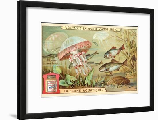 Aquatic Fauna, Jellyfish-null-Framed Art Print