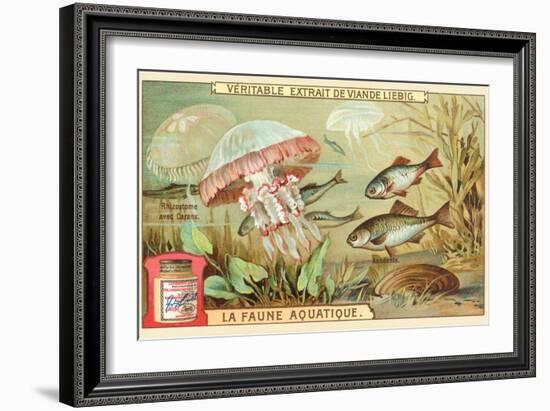 Aquatic Fauna, Jellyfish-null-Framed Art Print